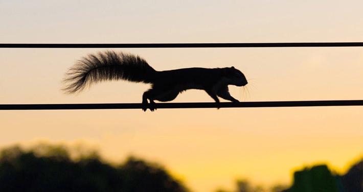 squirrel on 电 wire against sunset sky